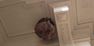 Bogliasco, nido di vespa killer sotto il cornicione di una palazzina a Pontetto vespa velutina nido Bogliasco 29 agosto 2024