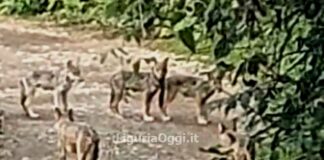 Genova, branco di lupi con cuccioli di passaggio a Bavari – VIDEO Lupi Bavari