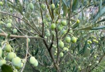 Olio e Olive, attesa buona annata in Liguria Olive Liguria