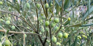 Olio e Olive, attesa buona annata in Liguria Olive Liguria