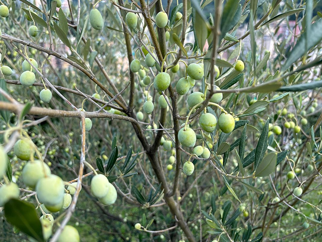 Olive Liguria