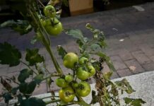 Pegli, degrado in aumento, per strada crescono i pomodori Pegli pomodori piazza Ponchielli