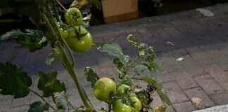 Pegli, degrado in aumento, per strada crescono i pomodori Pegli pomodori piazza Ponchielli