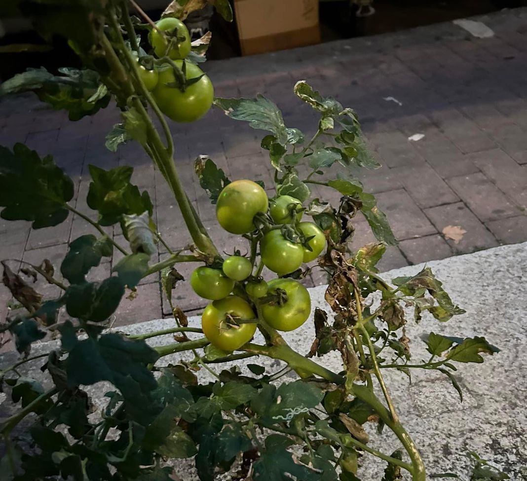 Pegli pomodori piazza Ponchielli 