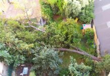 Genova, vento a raffiche, crolla un albero nel centro storico albero caduto stradone sant'agostino