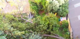 Genova, vento a raffiche, crolla un albero nel centro storico albero caduto stradone sant'agostino