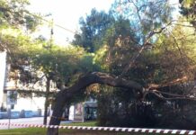 Genova, albero crollato a Brignole era stato controllato e giudicato sano albero crollato Brignole sano, esame Aster, allarme crolli, alberi sani abbattuti