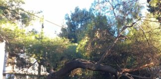 Genova, albero crollato a Brignole era stato controllato e giudicato sano albero crollato Brignole sano, esame Aster, allarme crolli, alberi sani abbattuti