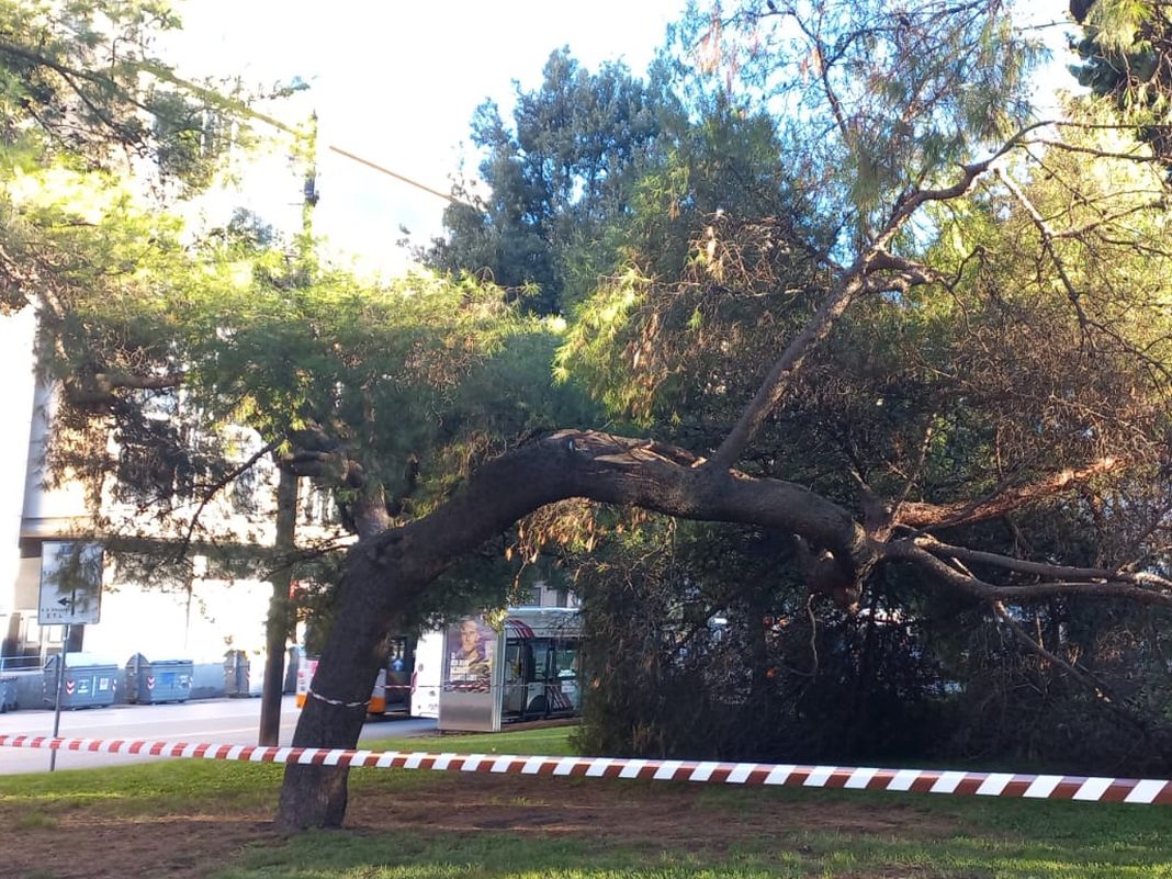 albero crollato Brignole sano, esame Aster, allarme crolli, alberi sani abbattuti