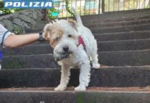 Rapallo, nascondevano cocaina in finte pietre nelle aiuole, arrestati cane antidroga Leone polizia