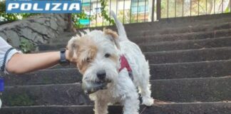 Genova, controlli alla Fiumara con cani antidroga, trovata cocaina cane antidroga Leone polizia