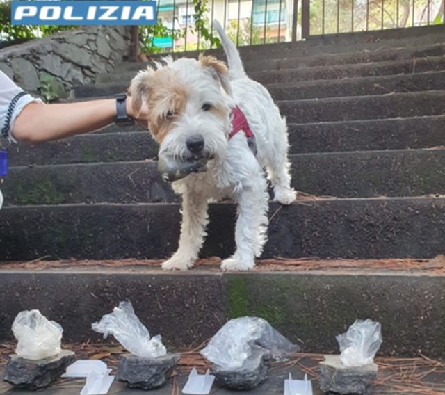 cane antidroga Leone polizia