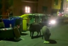 Genova, cinghiali per strada in pieno giorno: accade a Molassana cinghiali via Biga