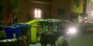 Genova, cinghiali a spasso in via Robino a Marassi cinghiali via Biga