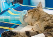 Genova, caccia al maniaco che da fuoco ai gatti a Begato gatto operato