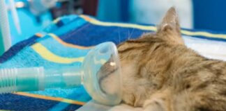 Ventimiglia, trovano il gatto trafitto da un dardo da balestra gatto operato