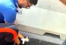 Genova, carabinieri salvano gattino in lungomare Canepa gatto salvato lungomare Canepa 7 settembre 2024