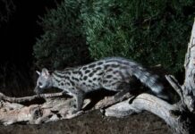 Genova, una genetta africana avvistata nel parco del Beigua genetta