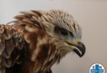 Genova, Nibbio bruno in un giardino di Staglieno, salvato da Enpa Nibbio bruno