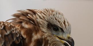 Genova, Nibbio bruno in un giardino di Staglieno, salvato da Enpa Nibbio bruno
