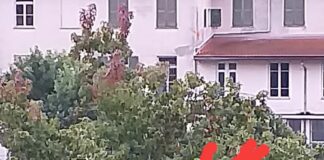 Genova, un nido di vespa killer a Struppa? vespa velutina Struppa