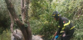 Genova, cavallo cade in una scarpata a Quezzi, salvato dai vigili del fuoco Quezzi cavallo salvato 12 settembre 2024