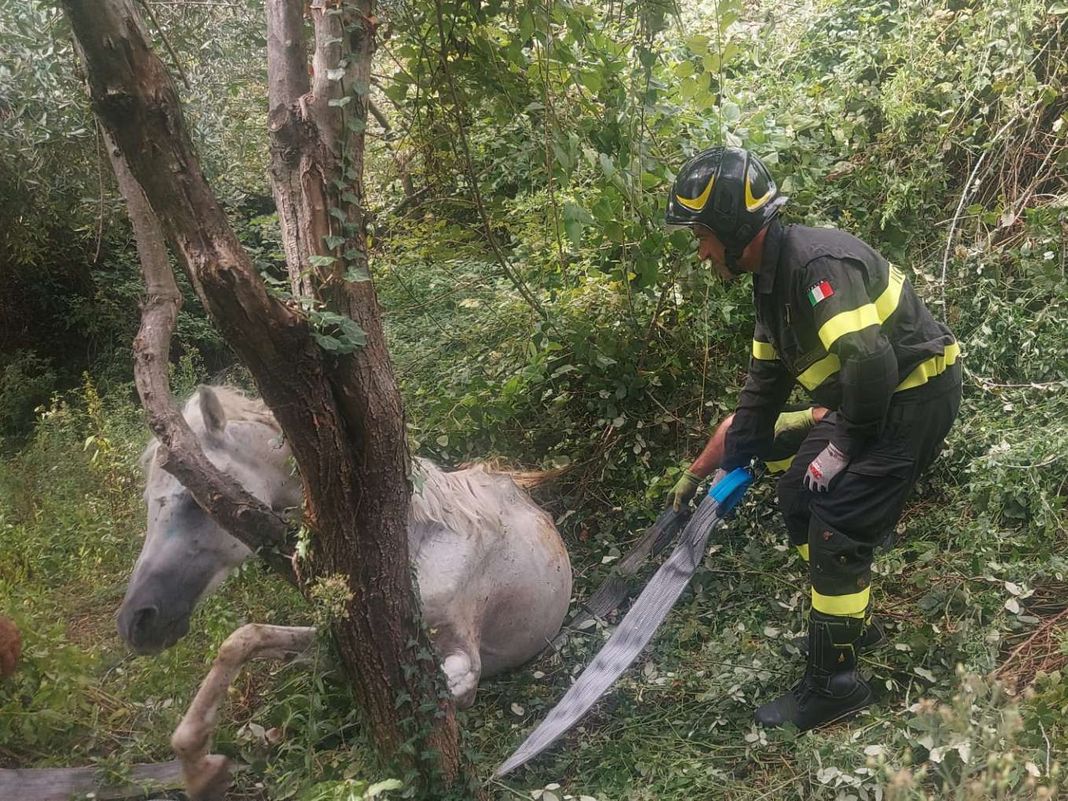 Quezzi cavallo salvato 12 settembre 2024