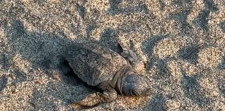 Laigueglia, nate ben 75 tartarughine dal nido dei Bagni Lido tartarughina Caretta caretta Laigueglia