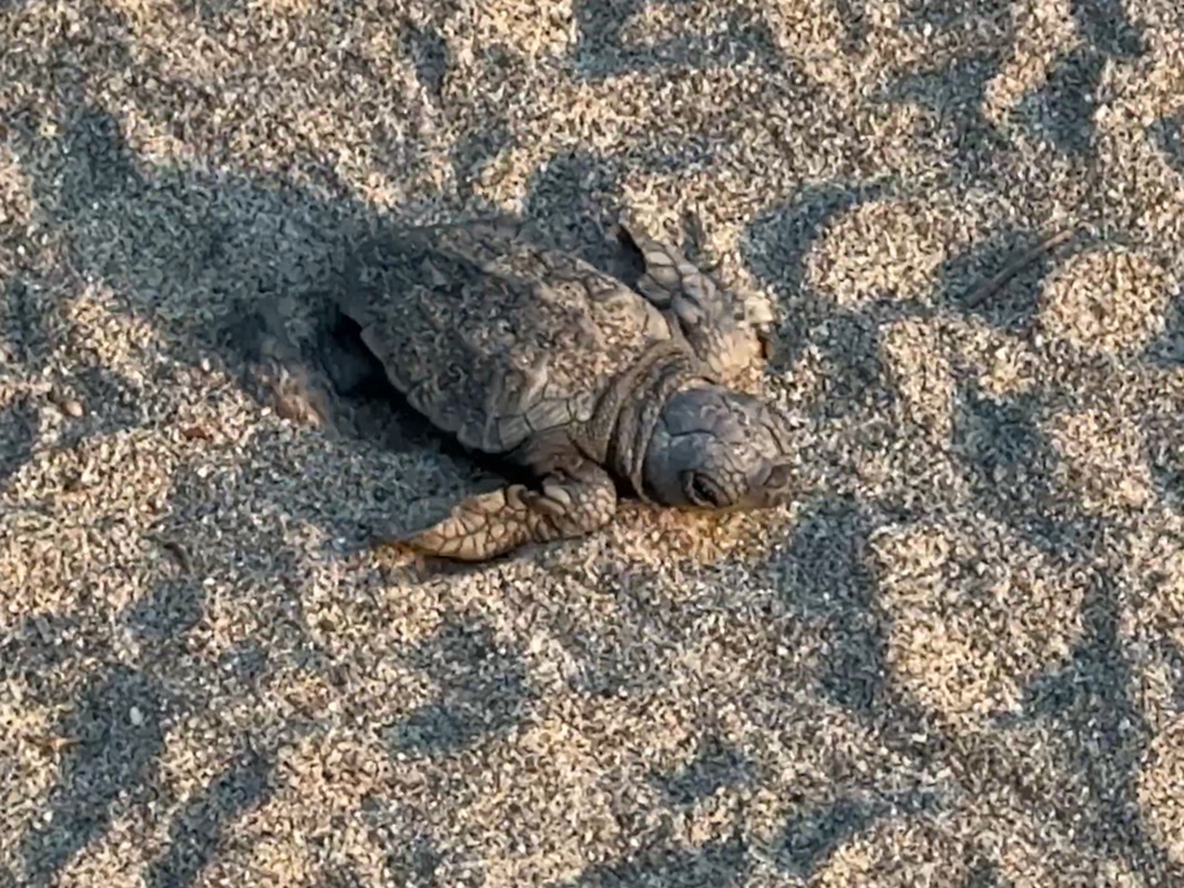 tartarughina Caretta caretta Laigueglia