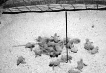 Ambiente – In Liguria nate 700 tartarughine Caretta caretta tartarughine caretta caretta Arma di Taggia 5 settembre 2024