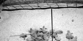 Arma di Taggia, nate le prime 40 tartarughine Caretta caretta tartarughine caretta caretta Arma di Taggia 5 settembre 2024