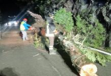 Maltempo a Genova, forti raffiche di vento e decine di interventi dei Vigili del Fuoco Borzonasca albero caduto sulla strada