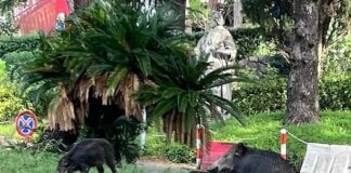 Genova, cinghiali a luci rosse nei giardini dell’ospedale San Martino cinghiali accoppiamento