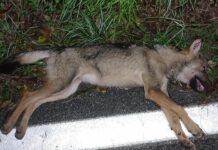 Genova, Lupa morta a San Desiderio, sospetto avvelenamento Lupo investito auto Montoggio (De Cresi)