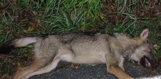 Montoggio, giovane lupo travolto da un’auto Lupo investito auto Montoggio (De Cresi)