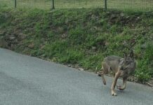 Genova, Lupo solitario in Val Varenna, panico alimentato da fake news Lupo Coronata