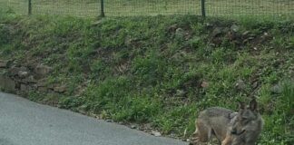 Genova, Lupo solitario in Val Varenna, panico alimentato da fake news Lupo Coronata