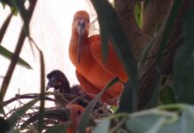 Acquario di Genova, nato un pulcino di Ibis scarlatto nella Bio-sfera pulcino Ibis scarlatto Acquario di Genova