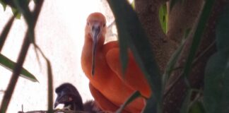 Acquario di Genova, nato un pulcino di Ibis scarlatto nella Bio-sfera pulcino Ibis scarlatto Acquario di Genova