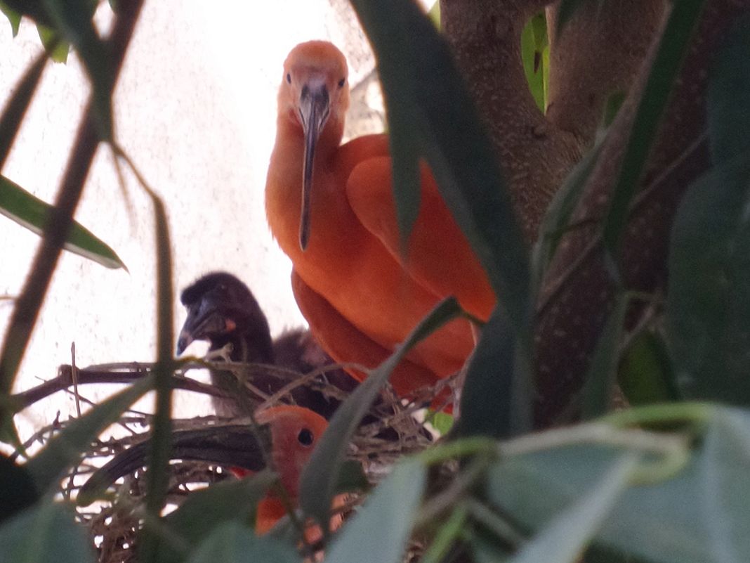 pulcino Ibis scarlatto Acquario di Genova