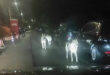 Genova, va a correre al Righi e viene attaccato dai Lupi che forse erano cani cani lupo lupi cecoslovacchi oregina