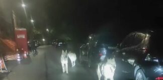Genova, va a correre al Righi e viene attaccato dai Lupi che forse erano cani cani lupo lupi cecoslovacchi oregina
