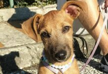 Foce, ricerche per il cucciolo sfuggito alla padrona in piazza Paolo da Novi ester cucciolo fuggito Foce