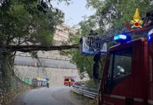 Maltempo a Genova, albero in bilico sulla strada a Morego Morego genova albero abbattuto