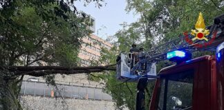Maltempo a Genova, albero in bilico sulla strada a Morego Morego genova albero abbattuto