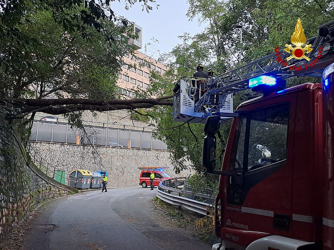 Morego genova albero abbattuto 