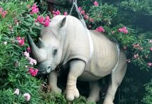 Genova, sculture sfrattate da Portofino a Villa Croce e Waterfront, PD: chi paga? Museo arte Portofino