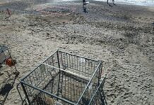 Liguria, la mareggiata ha distrutto alcuni nidi di tartaruga tartaruga caretta nido distrutto Pietra Ligure