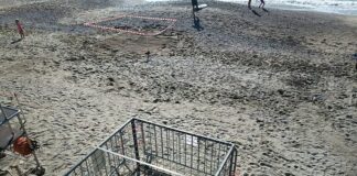 Liguria, la mareggiata ha distrutto alcuni nidi di tartaruga tartaruga caretta nido distrutto Pietra Ligure