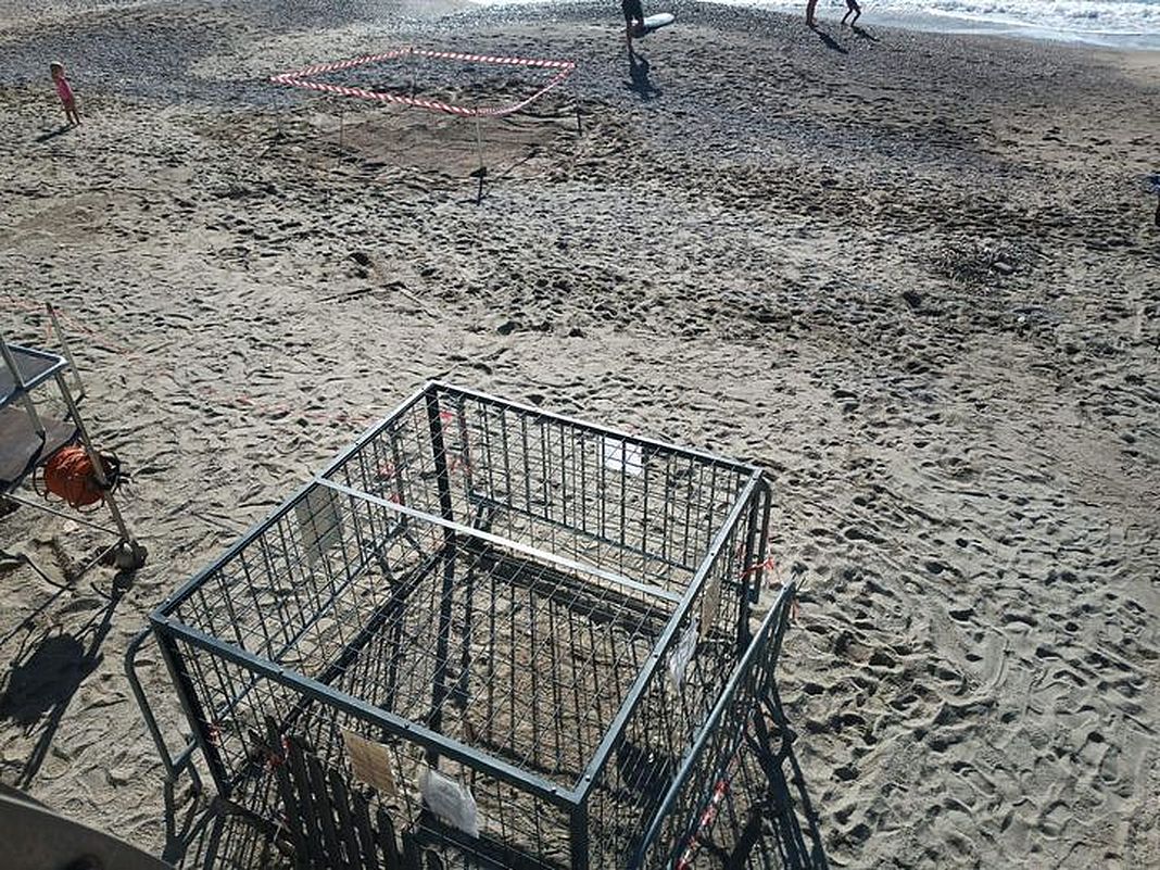 tartaruga caretta nido distrutto Pietra Ligure